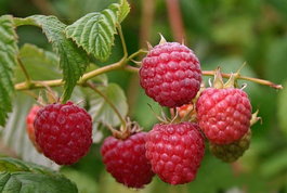 Малина обыкновенная «Schonemann Red» (Rubus idaeus «Schonemann Red»)