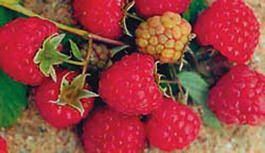 Малина обыкновенная Скромница (Rubus idaeus Skromnitsa)
