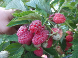 Малина обыкновенная «Таруса» (Rubus idaeus «Таруса»)