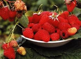 Малина красная Вольница (Rubus idaeus Volnitsa)
