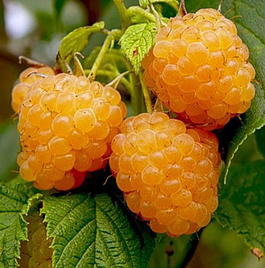 Малина обыкновенная «Жёлтый гигант» (Rubus idaeus «Zheltyj gigant»)