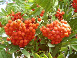 Рябина обыкновенная ф.Невежинская (Sorbus aucuparia f.Nevezhinskaya)