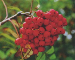 Рябина гибридная Ликерная (Sorbus hybrida Likernaya)