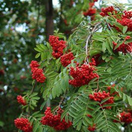 Рябина гибридная Титан (Sorbus hybrida Titan)