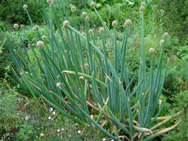 Лук алтайский «Альвес» (Allium altaicum)
