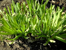 Лук слизун «Лидер» (Allium nutans)