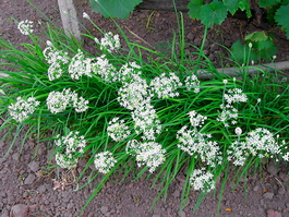 Лук душистый «Пикантный» (Allium odorum)
