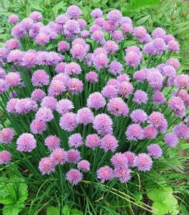 Шнитт-лук (лук-резанец, лук-скорода) (Allium schoenoprasum)