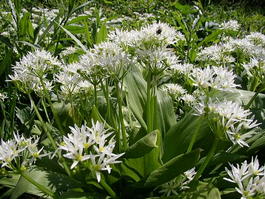 Черемша, или Лук медвежий (Allium ursinum)