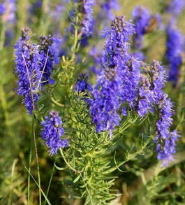 Иссоп лекарственный (Hyssopus officinalis)