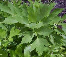 Любисток лекартсвенный (Levisticum officinalis)
