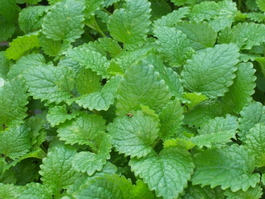 Мелисса лимонная (Melissa officinalis)