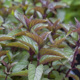 Мята перечная «Шоколад» (Mentha piperita «Chocolate»)