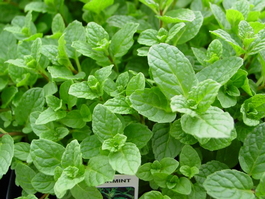 Мята колосистая «Spearmint» (Mentha spicata «Spearmint»)