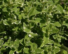 Мята душистая Variegata (Mentha suaveolens Variegata)