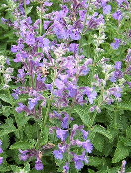 Котовник Муссини (Nepeta mussinii)