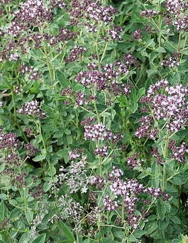 Душица обыкновенная, или Орегано (Origanum vulgare)