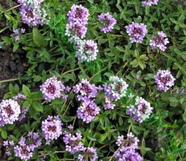 Тимьян обыкновенный (чабрец) (Thymus vulgaris)