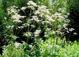 Валериана лекарственная (Valeriana officinalis)